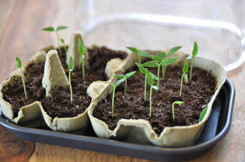 Seeds in six egg carton.jpg